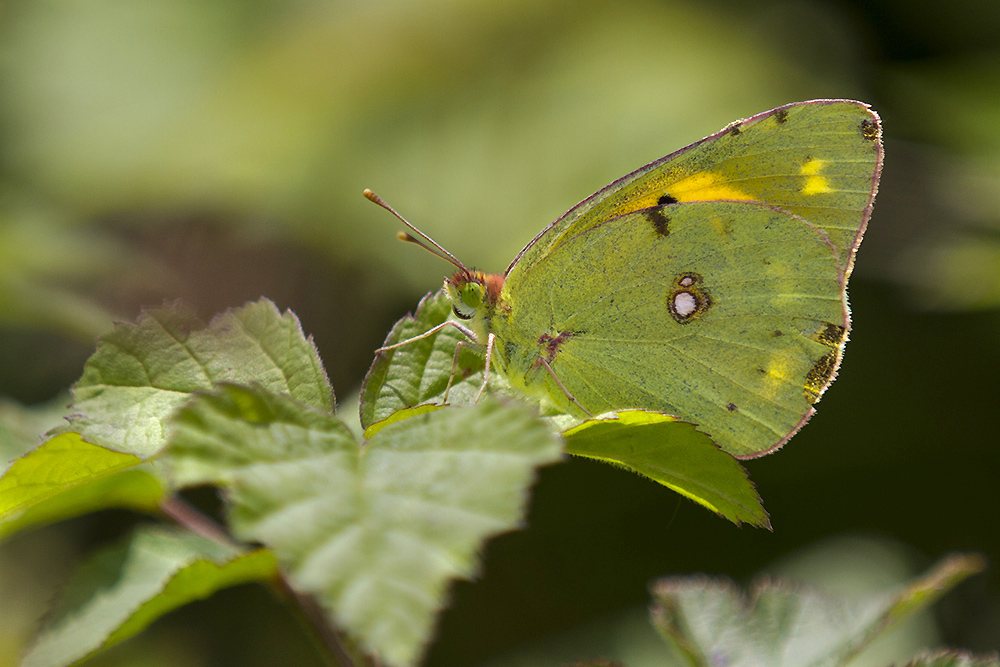 Pyrgus malvoides, Melitaea didyma, Colias crocea