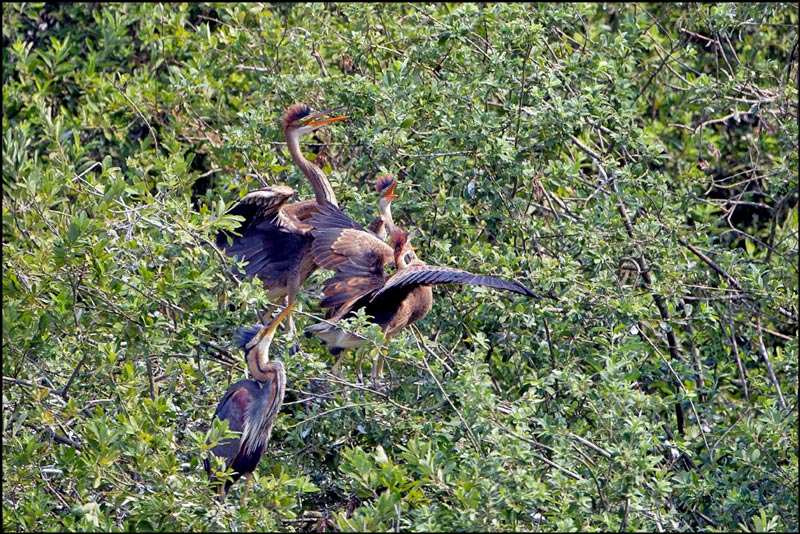 Giovani affamati....