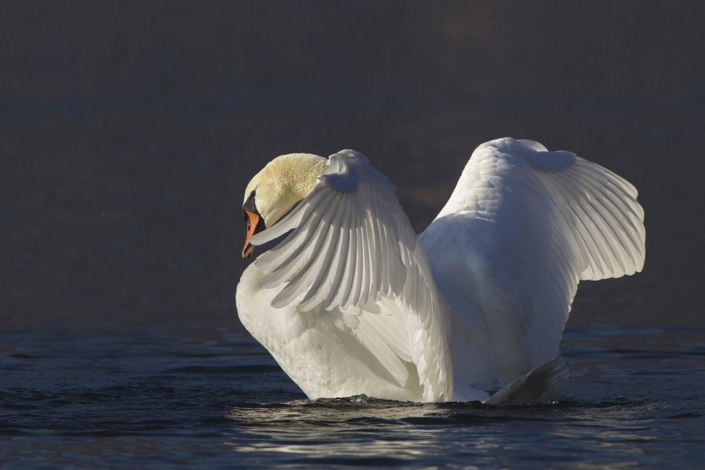 Cigno reale