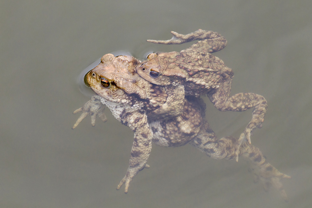 Riconoscimento specie - Bufo bufo (LC)