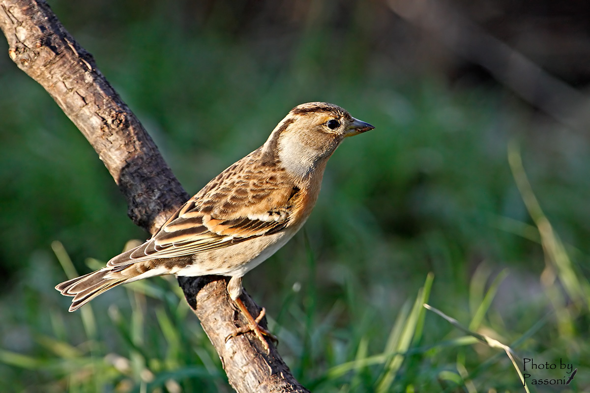 Peppola (Fringilla montifringilla), femmina