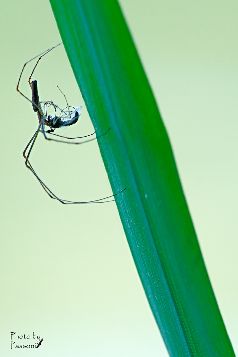 Tetragnatha sp.