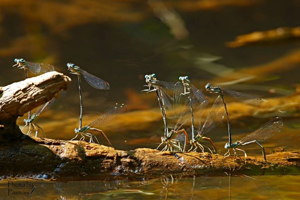 Platycnemis pennipes: i maschi stanno all''erta !