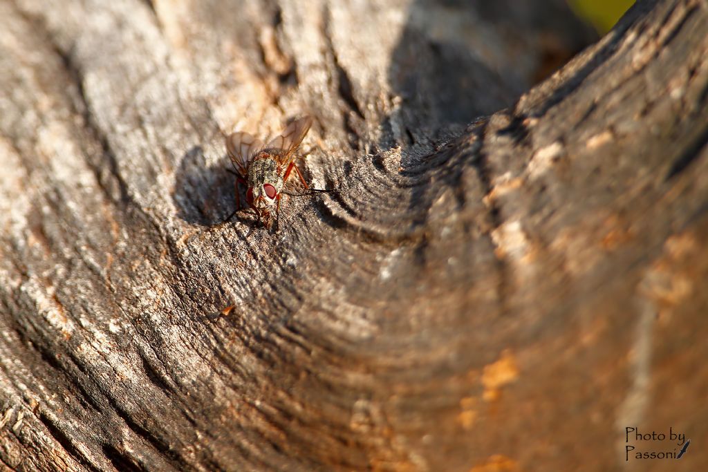 Muscidae: Phaonia cfr. valida, femmina