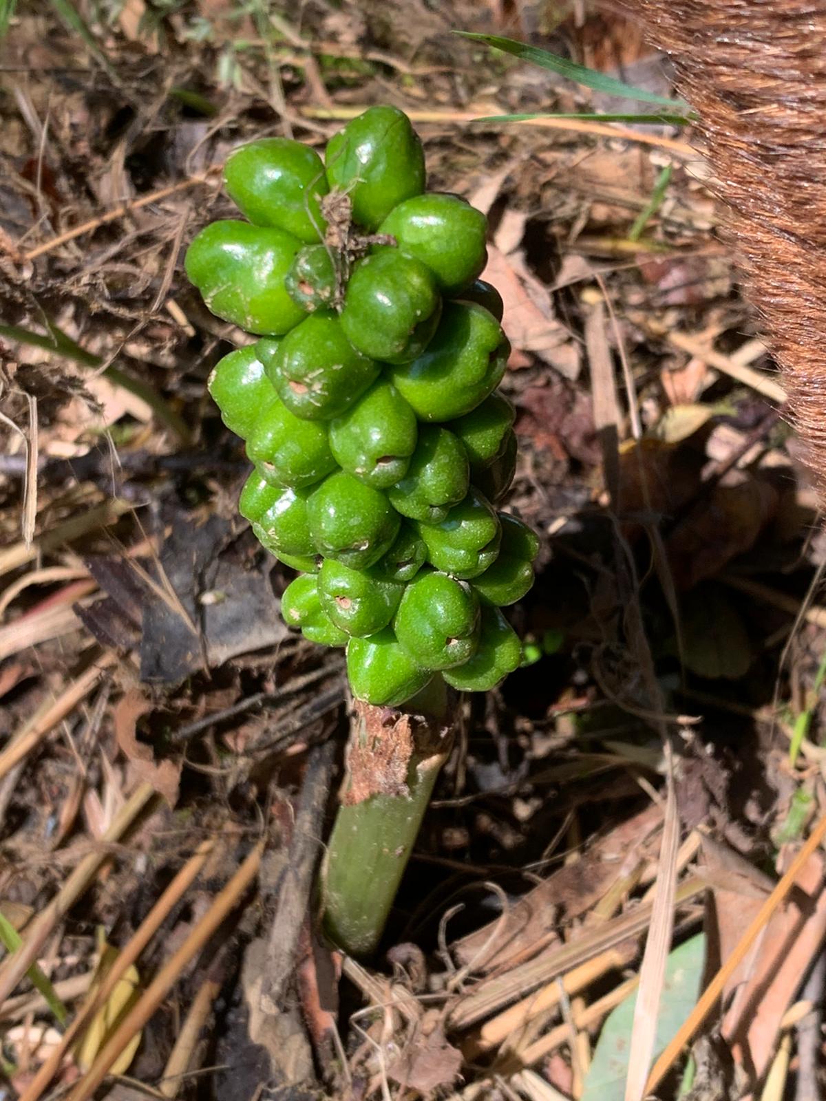 Arum sp.