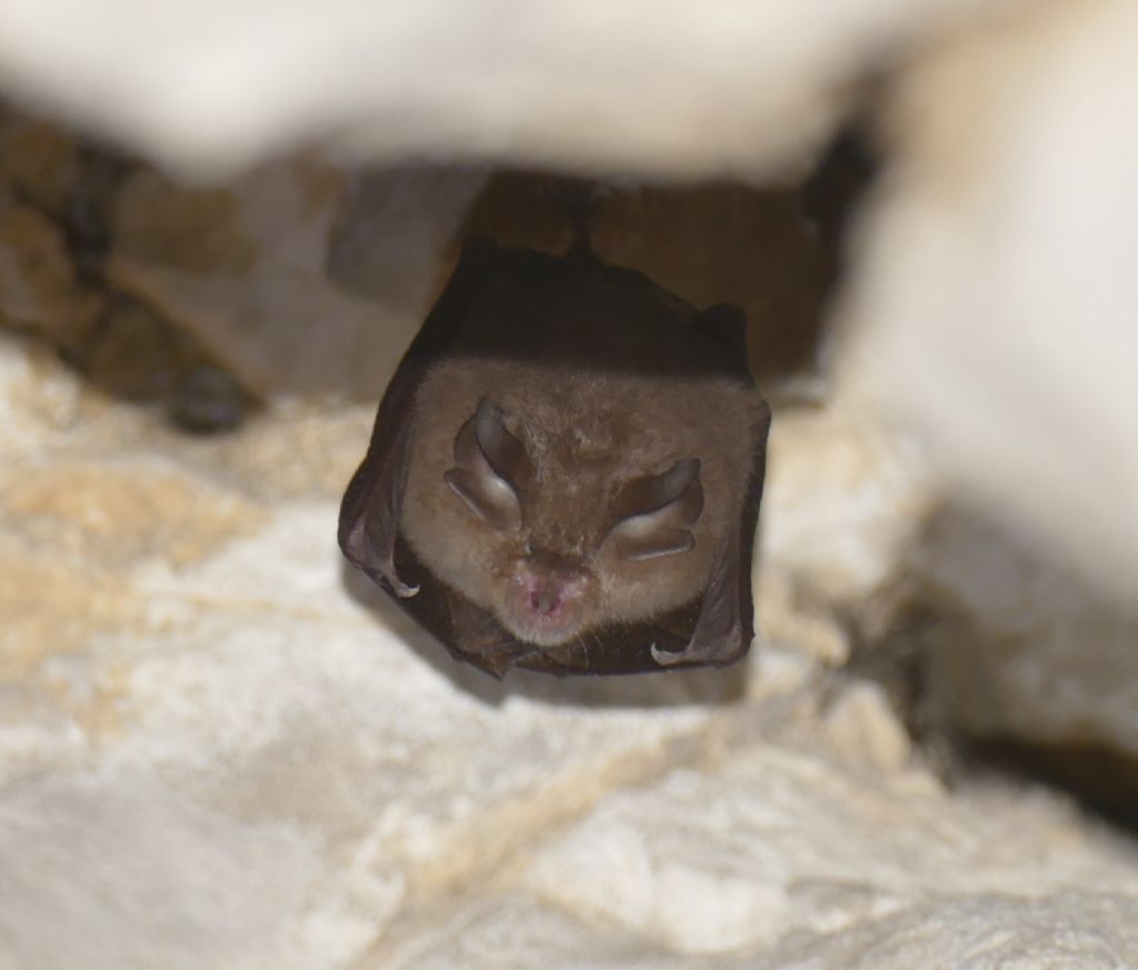 Rhinolophus