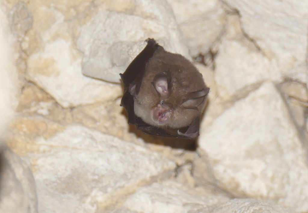 Rhinolophus