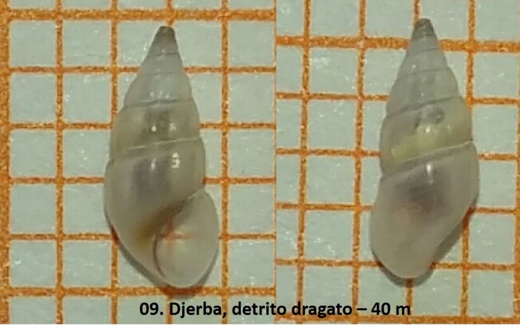 Detrito da Djerba