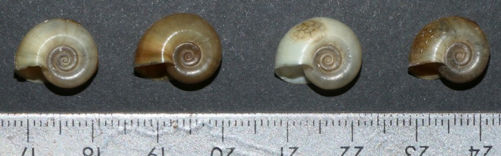 Planorbarius corneus
