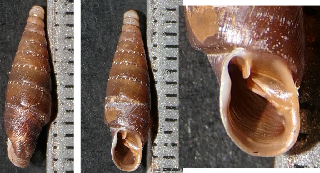 Stigmatica paestana?