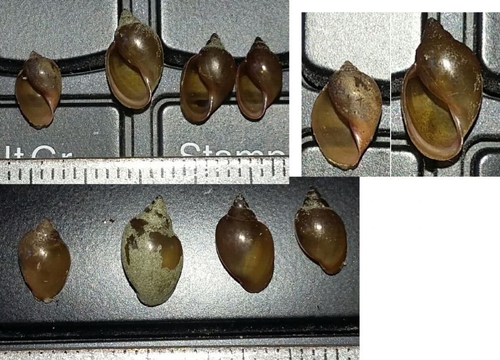 Physella acuta
