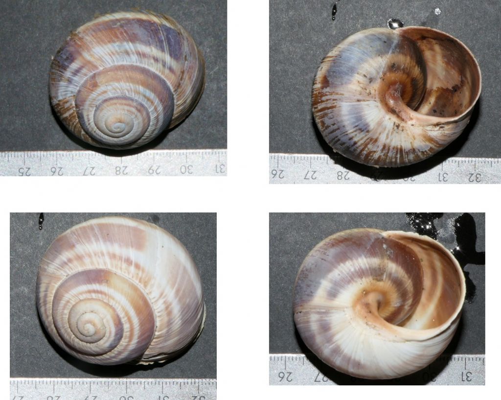 Helix straminea?
