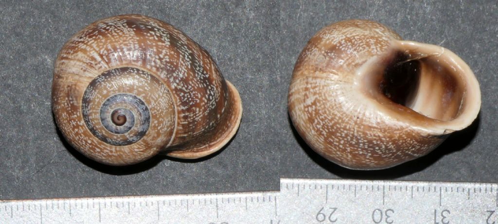 Otala punctata