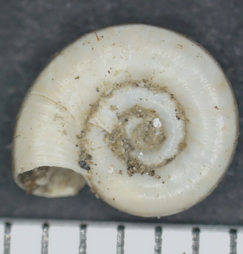 Planorbis planorbis?