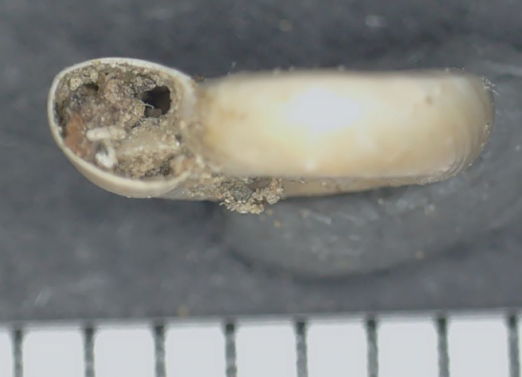 Planorbis planorbis?