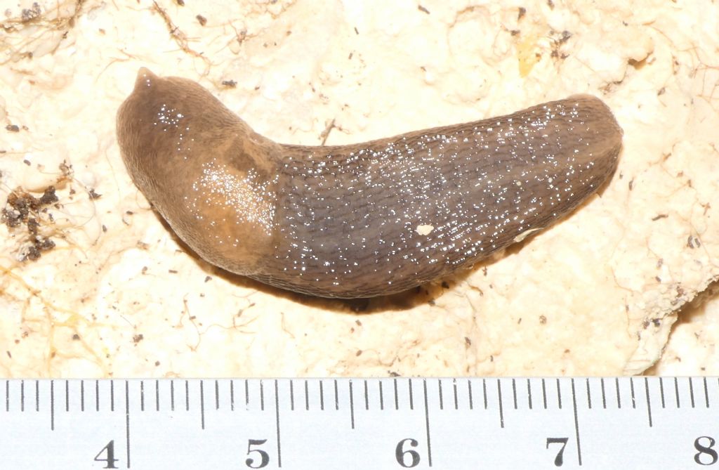 Milacidae?