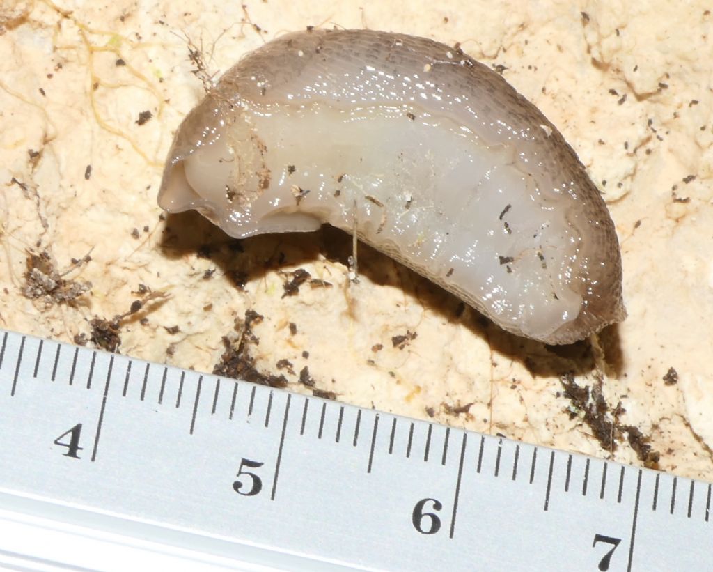 Milacidae?