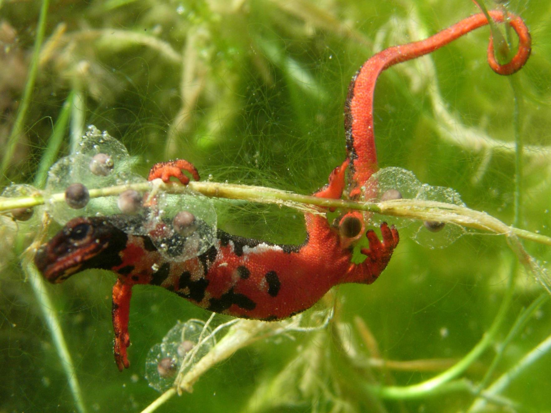Salamandrina perspicillata