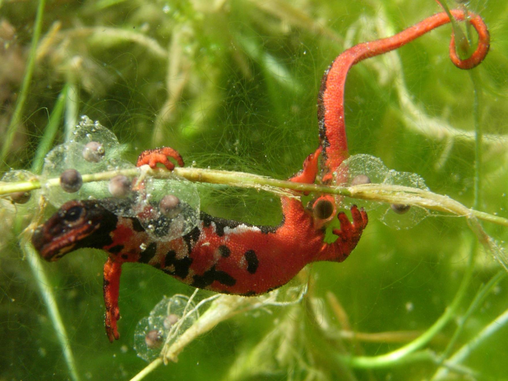 Aiuto identificazione probabili uova d''anfibio - NON uova d''anfibio