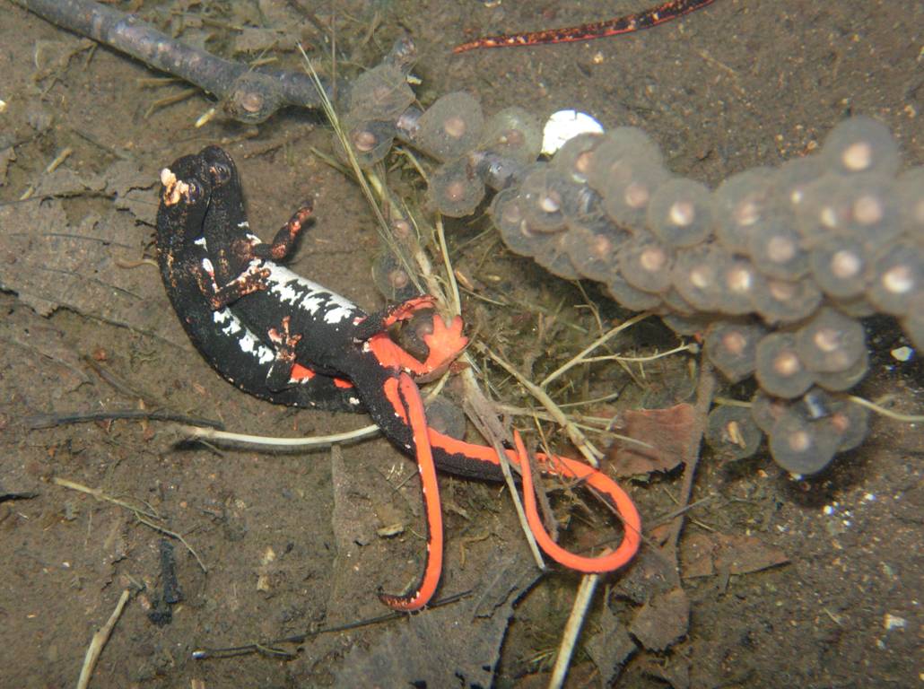 Salamandrina perspicillata