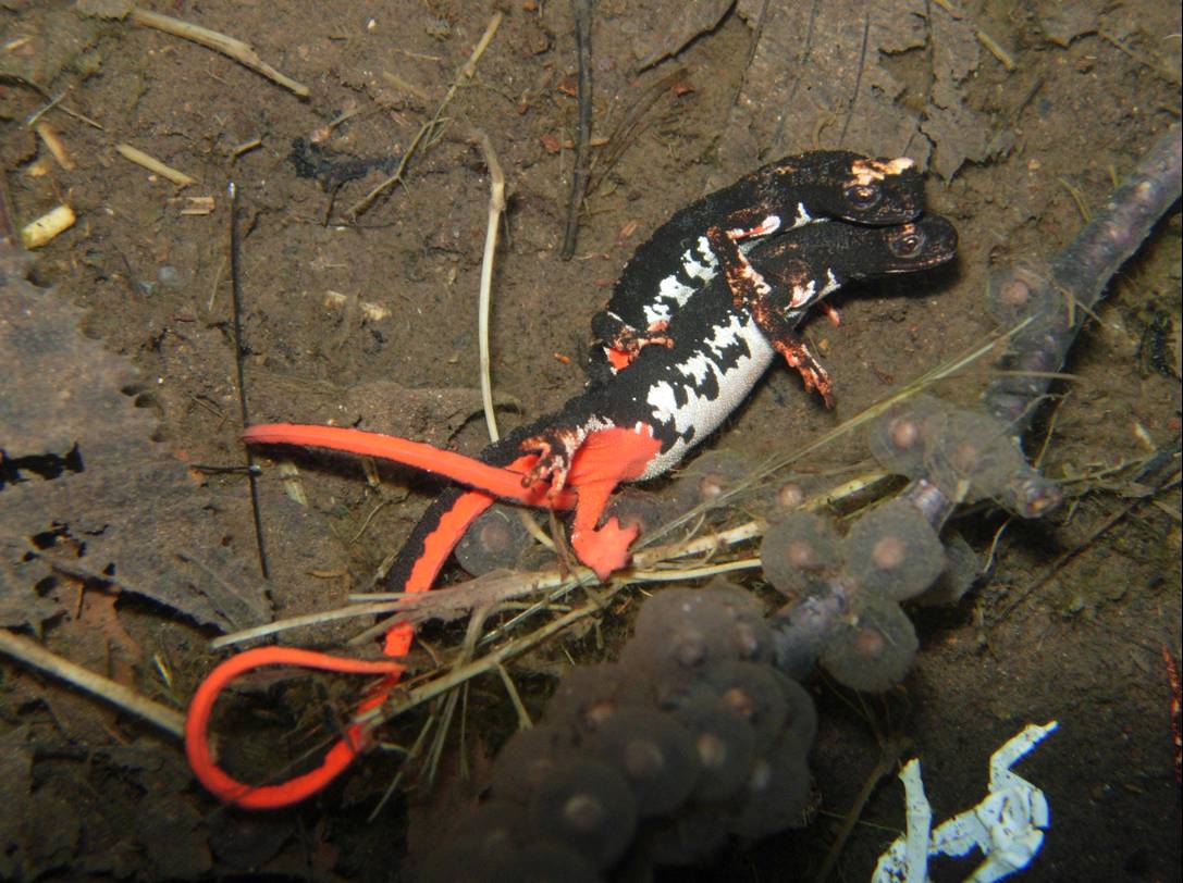 Salamandrina perspicillata