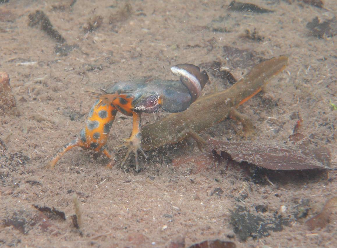 Triturus carnifex