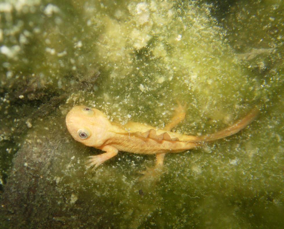 Triturus carnifex