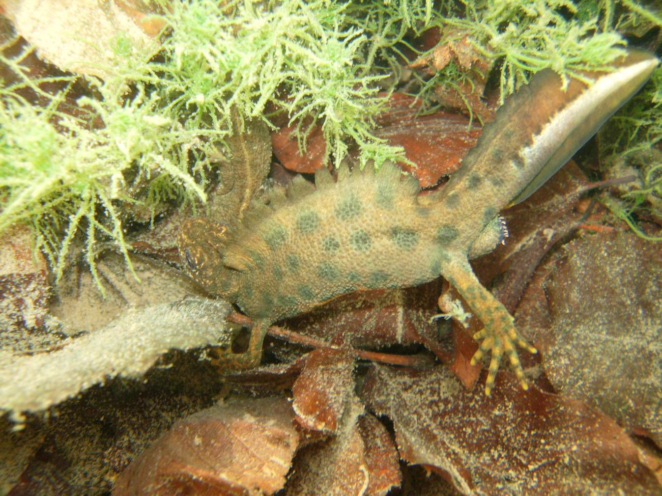 Triturus carnifex