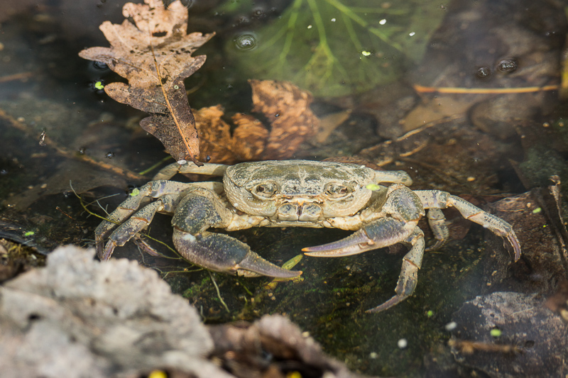 granchio di fiume identificazione