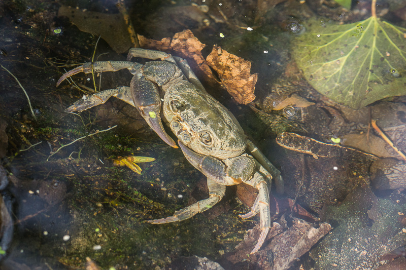 granchio di fiume identificazione