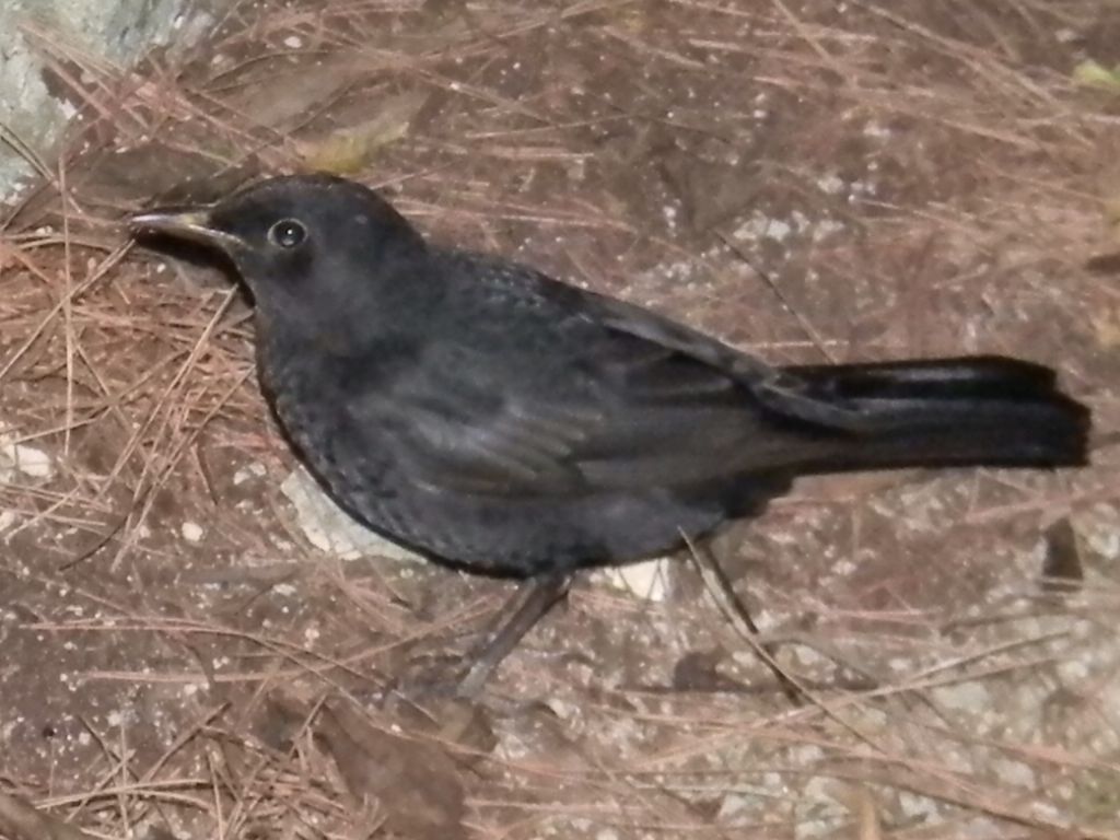 uccello da id