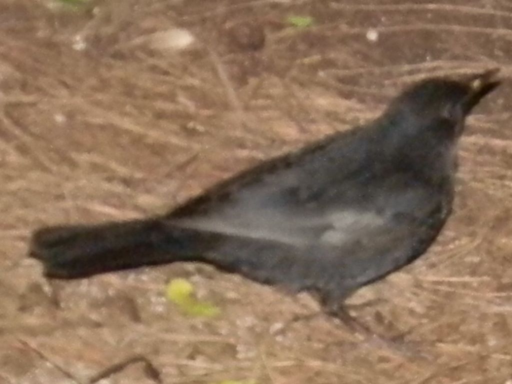 uccello da id