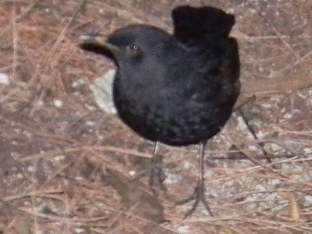 uccello da id