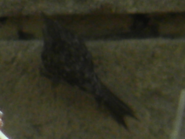 uccello da id