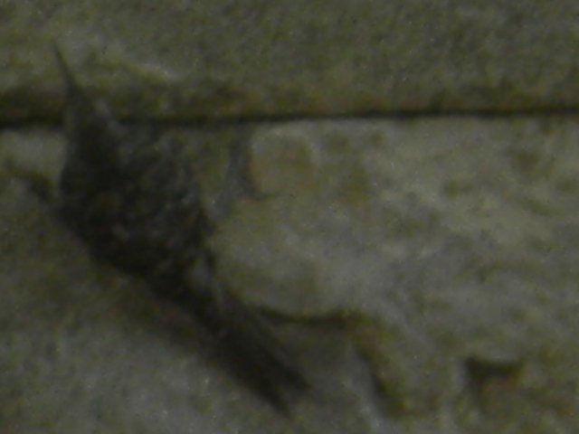 uccello da id