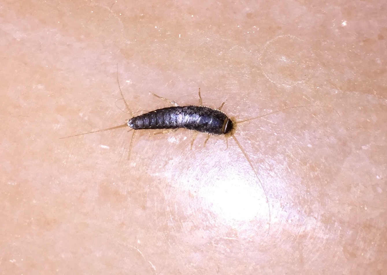 Ctenolepisma cfr longicaudata