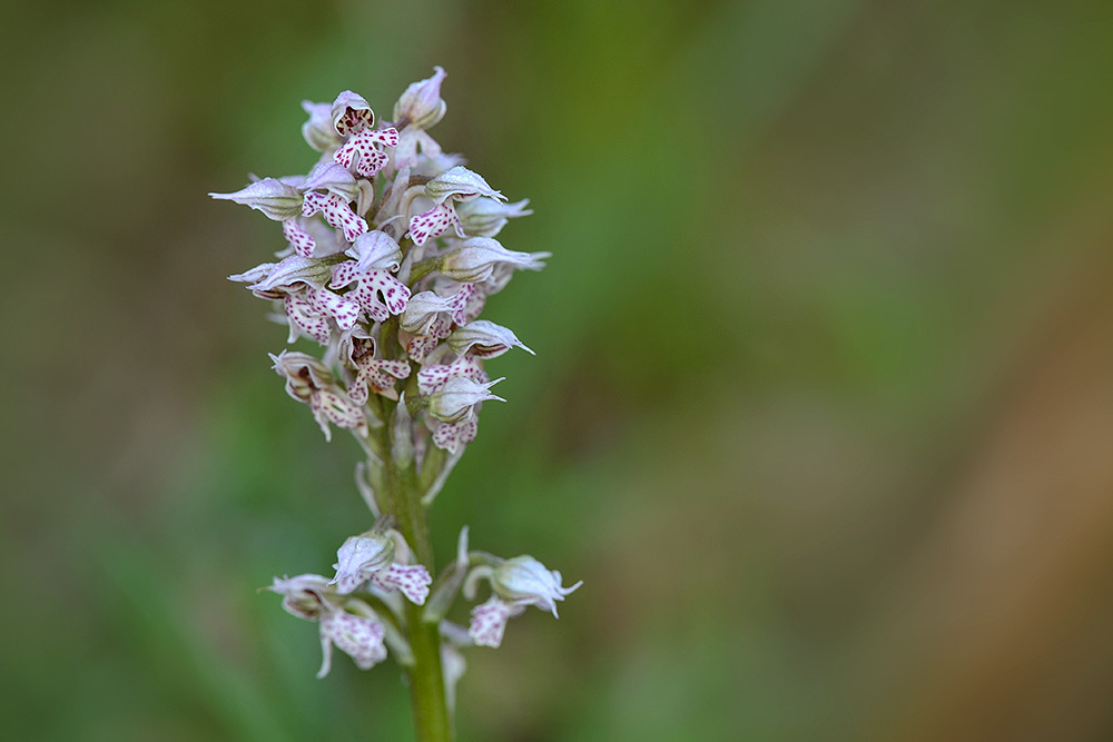 Neotinea lactea