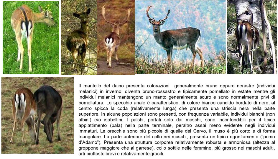 aiuto identificazione