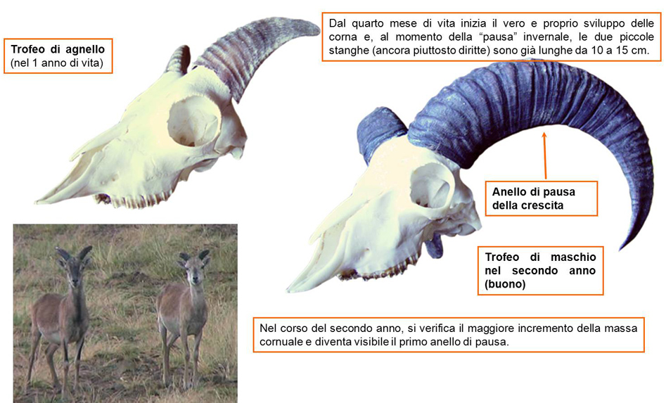 Non capisco cosa possa essere