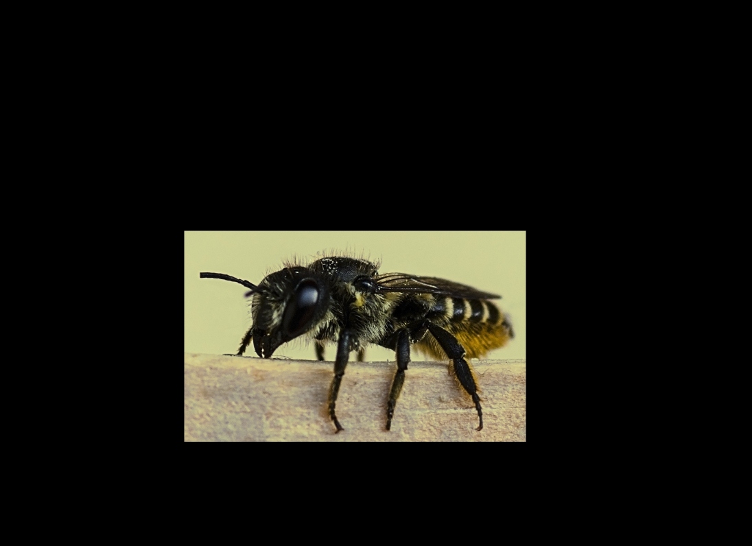 Megachile ?