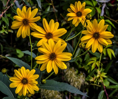 Helianthus tuberosus