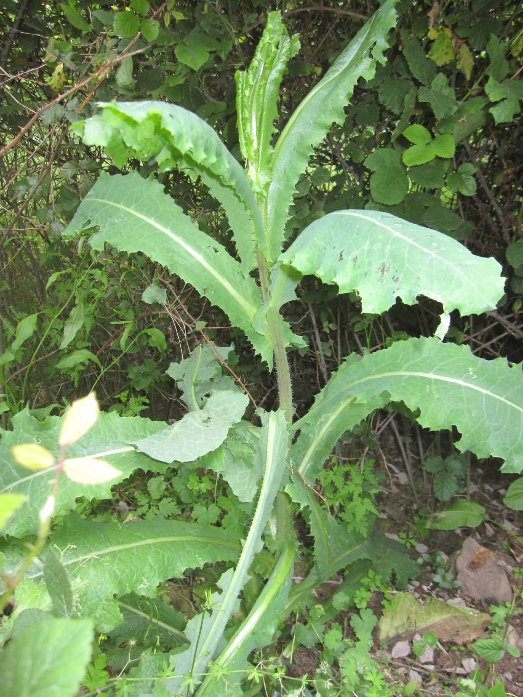Lactuca muralis? - Lactuca virosa