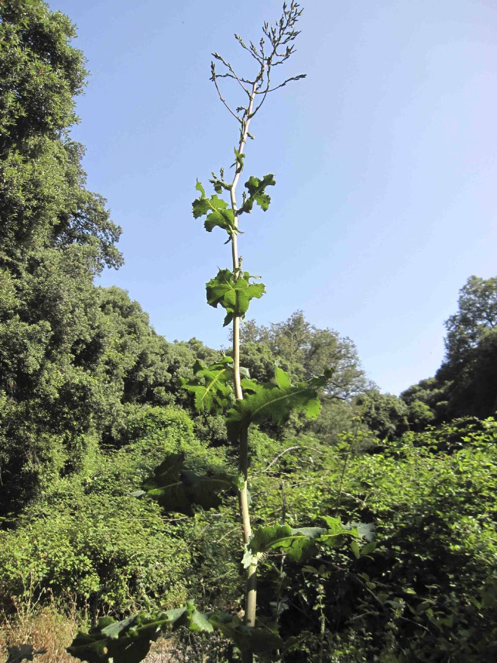 Lactuca virosa