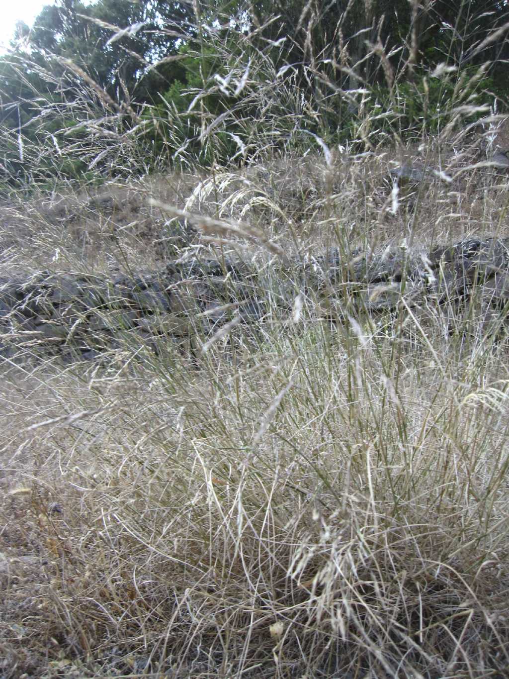 Lolium? - Oryzopsis miliacea (=Piptatherum miliaceum)