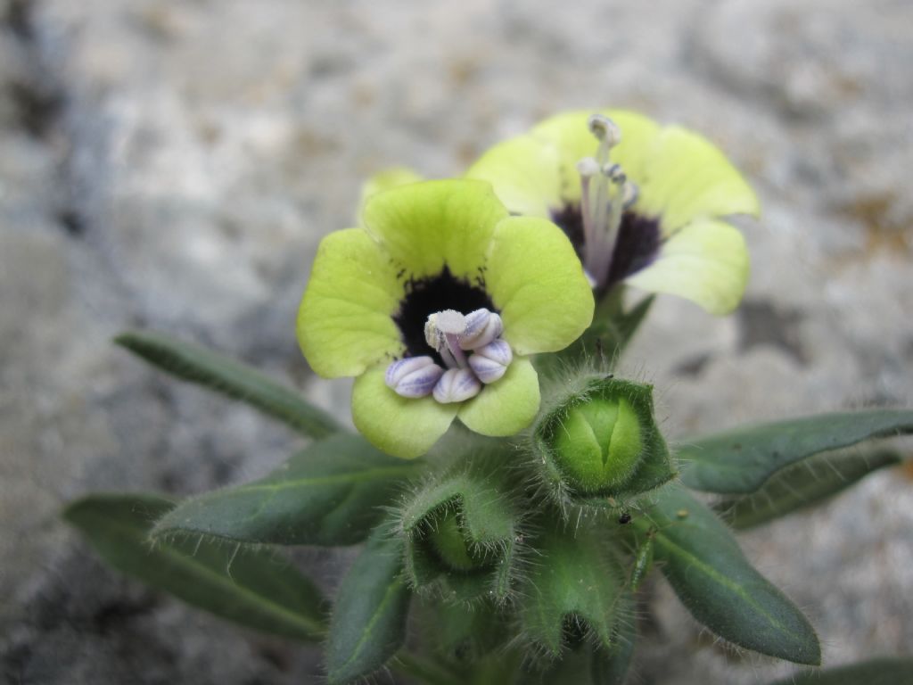 Hyoscyamus  albus