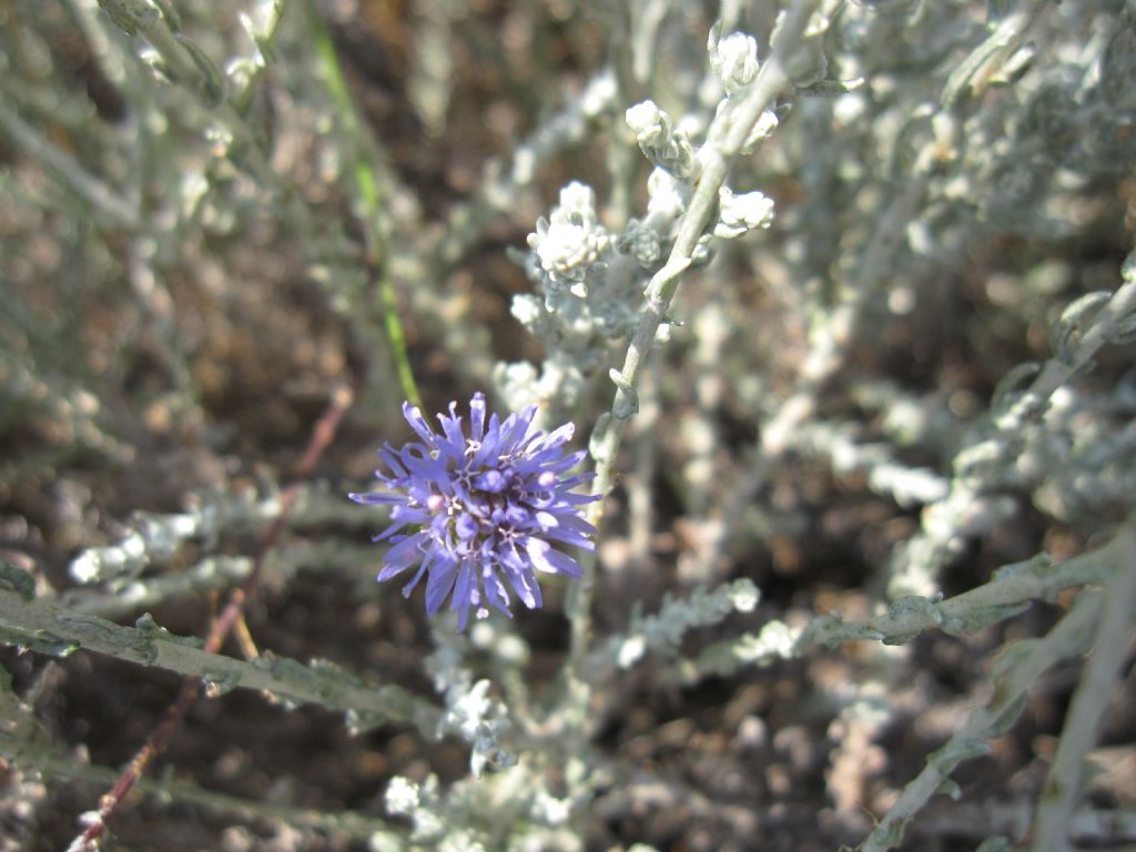 Jasione montana
