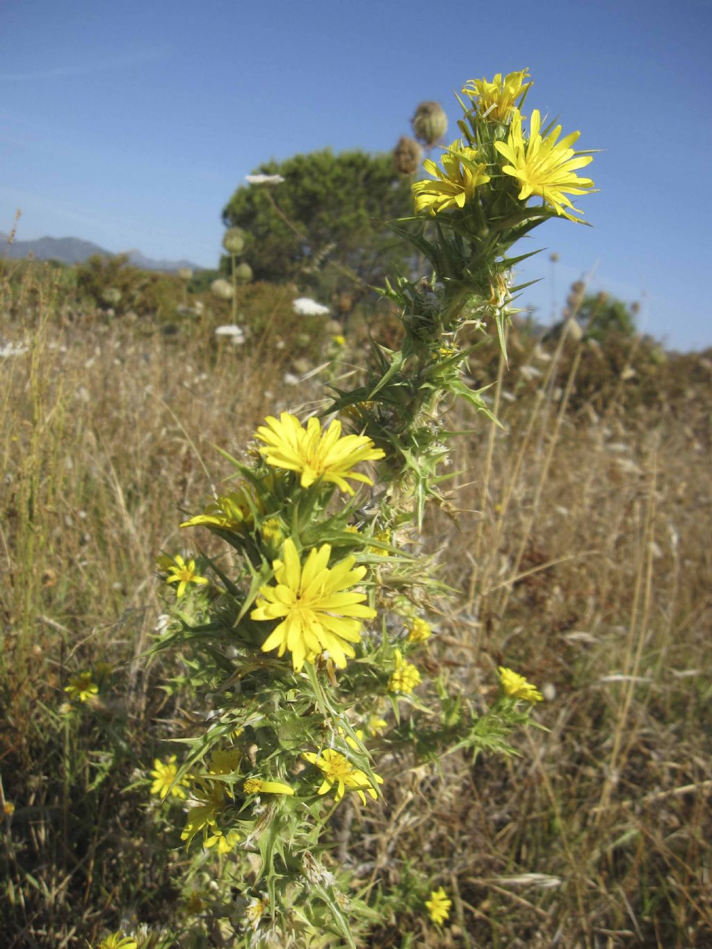 Scolymus hispanicus