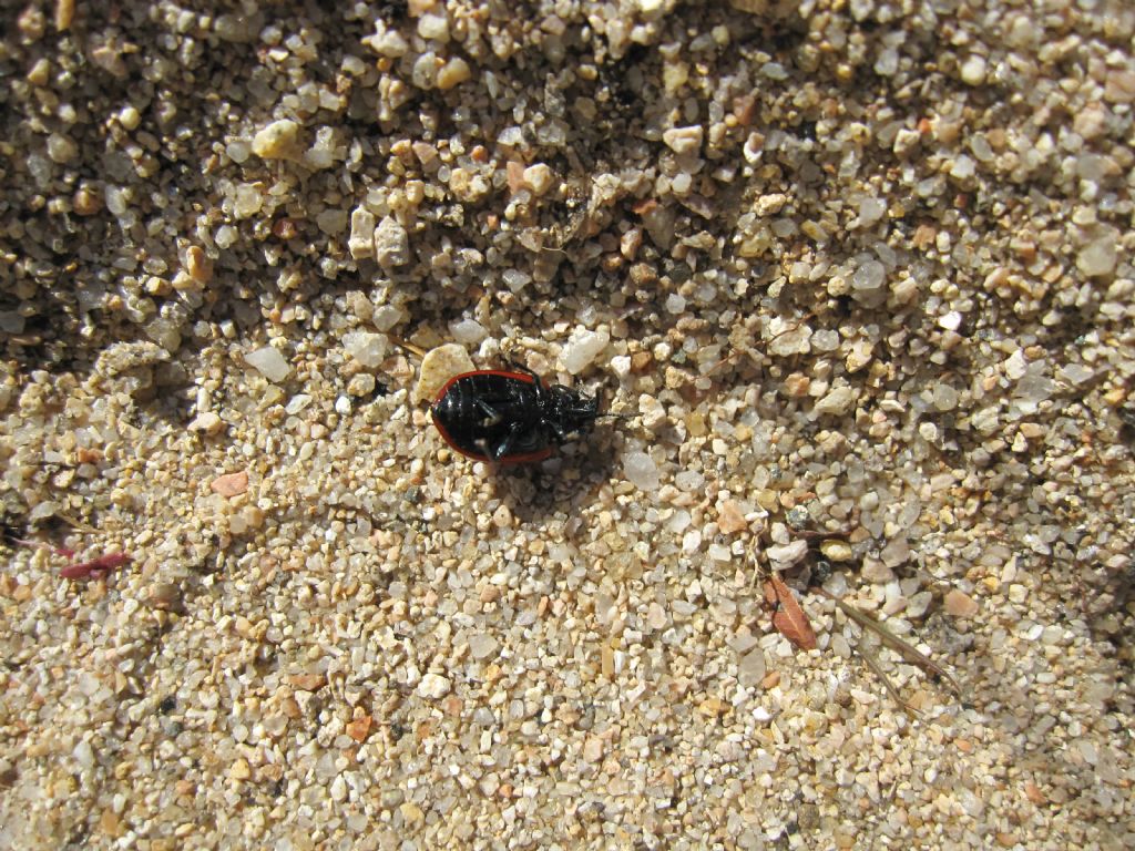 Coccinellide - no, probabile Chrysomela populi