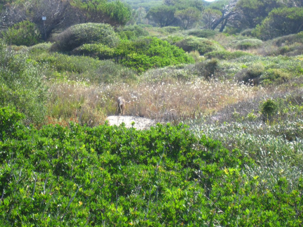 Gatto selvatico nella pineta di Arborea?