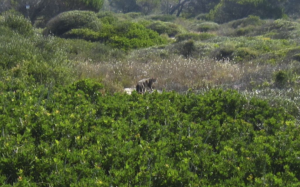 Gatto selvatico nella pineta di Arborea?